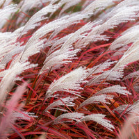 Eulalie - Miscanthus - Eulalie Lady in Red - Miscanthus sinensis Lady in Red