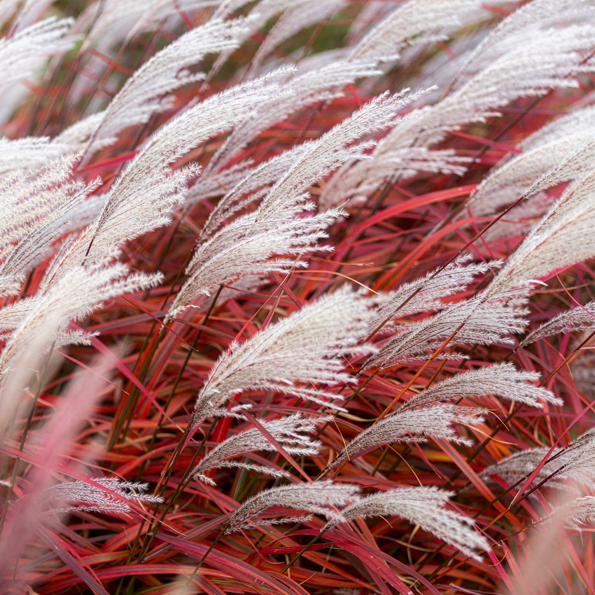 Eulalie - Miscanthus - Eulalie Lady in Red - Miscanthus sinensis Lady in Red