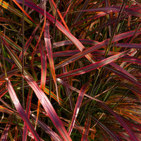 Miscanthus sinensis Lady in Red - Eulalie Lady in Red - Eulalie - Miscanthus