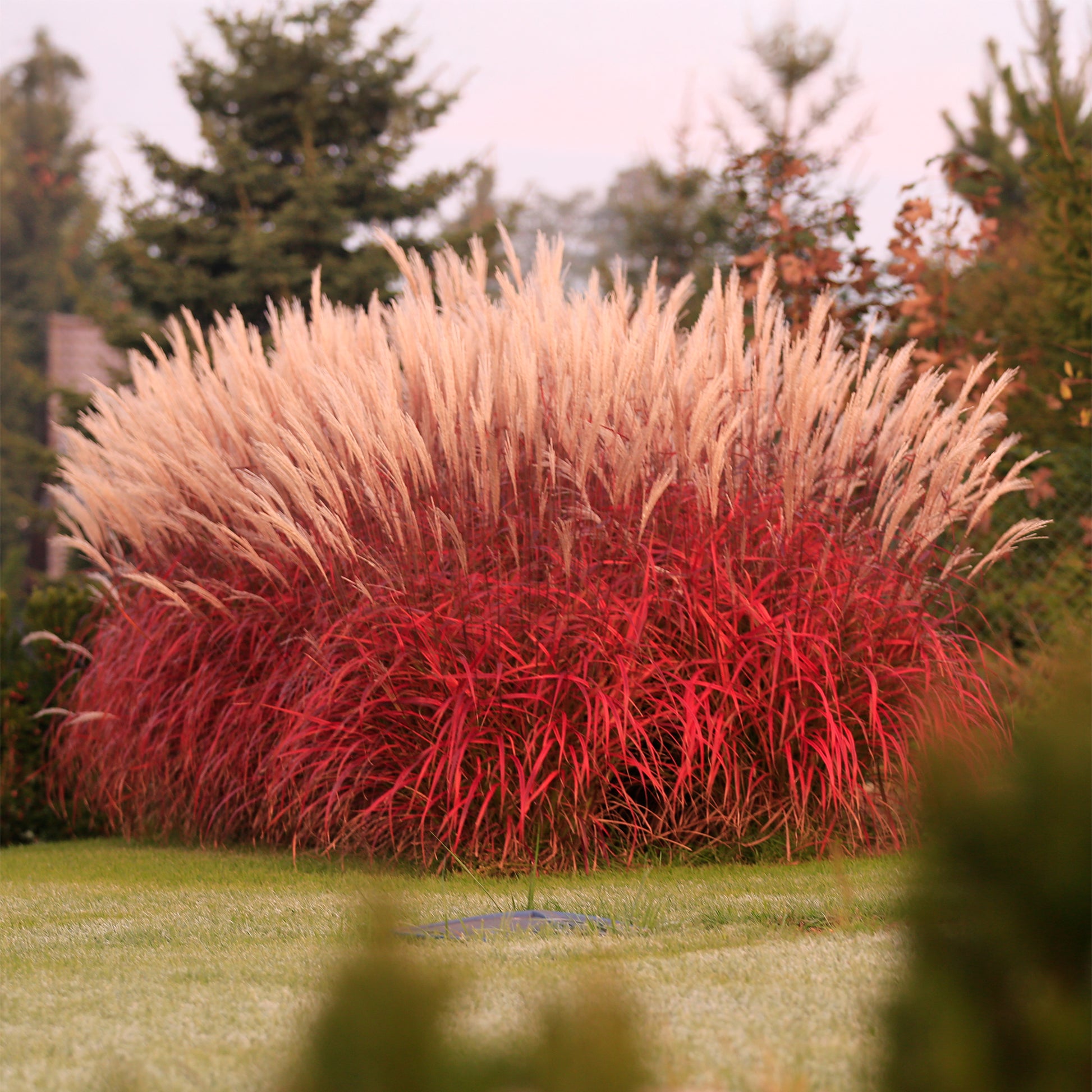 Eulalie - Miscanthus - Eulalie Lady in Red - Miscanthus sinensis Lady in Red