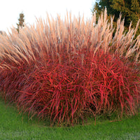 Vente Eulalie Lady in Red - Miscanthus sinensis Lady in Red
