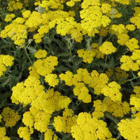 Achillée Moonshine - Achillea hybride moonshine - Plantes d'extérieur