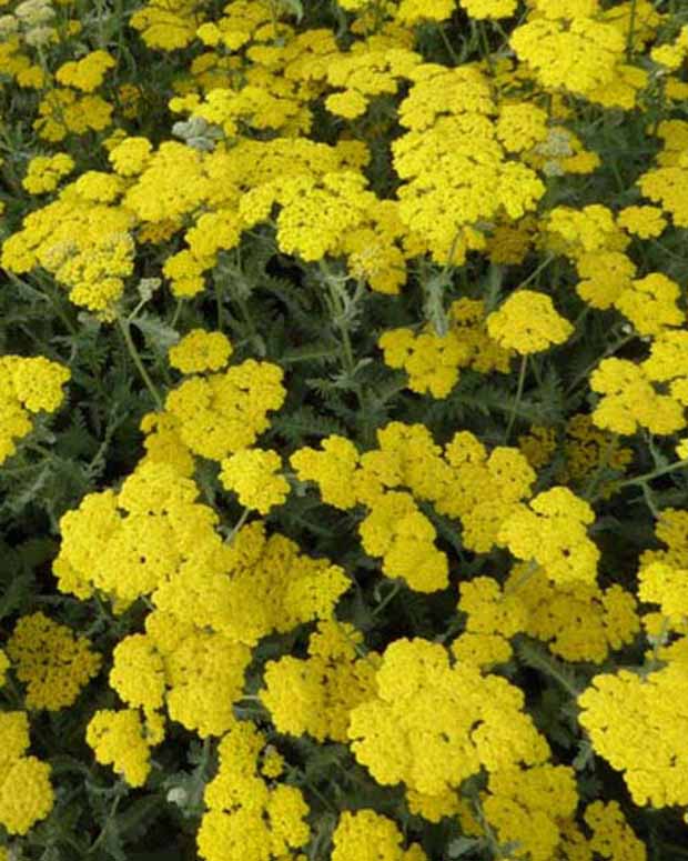 Achillée Moonshine - Achillea hybride moonshine - Plantes d'extérieur