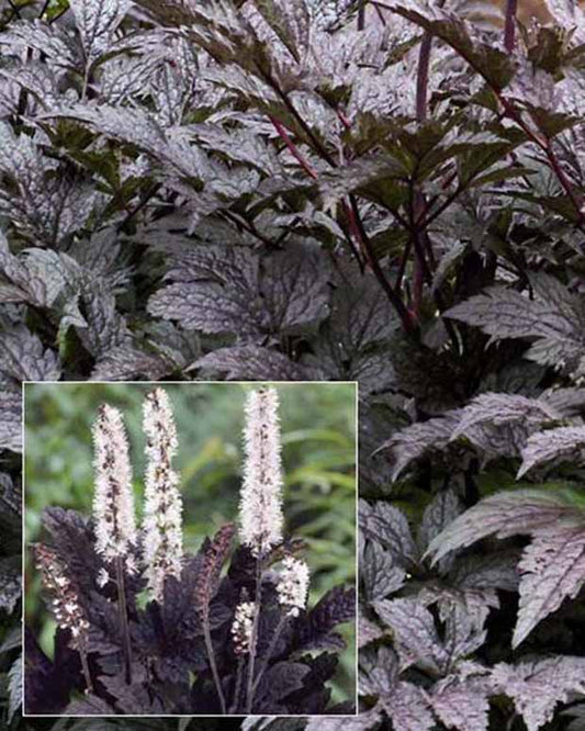 Cierge d'argent Black Negligée - Actaea simplex black negligee - Plantes d'extérieur