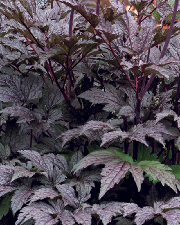 Actaea simplex black negligee