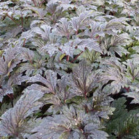 Actaea simplex carbonella