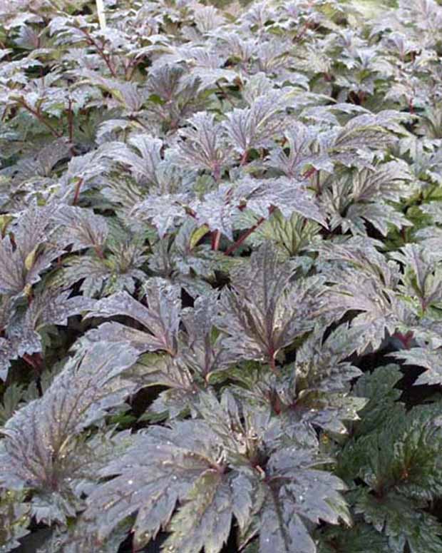 Actaea simplex carbonella