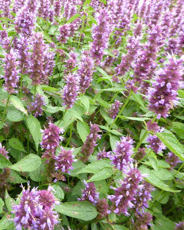 Agastache Beelicious Purple - Agastache agapd beelicious® purple - Plantes vivaces