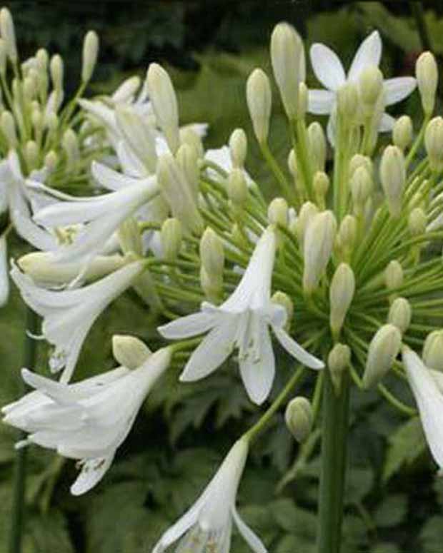 Agapanthe Headbourne White - Agapanthus headbourne white - Plantes vivaces