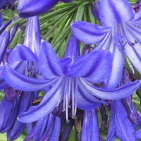 Agapanthe Northern Star - Agapanthus northern star - Plantes d'extérieur