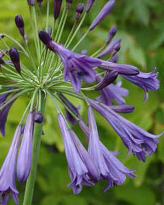 Agapanthe Purple Cloud - Agapanthus purple cloud - Plantes d'extérieur