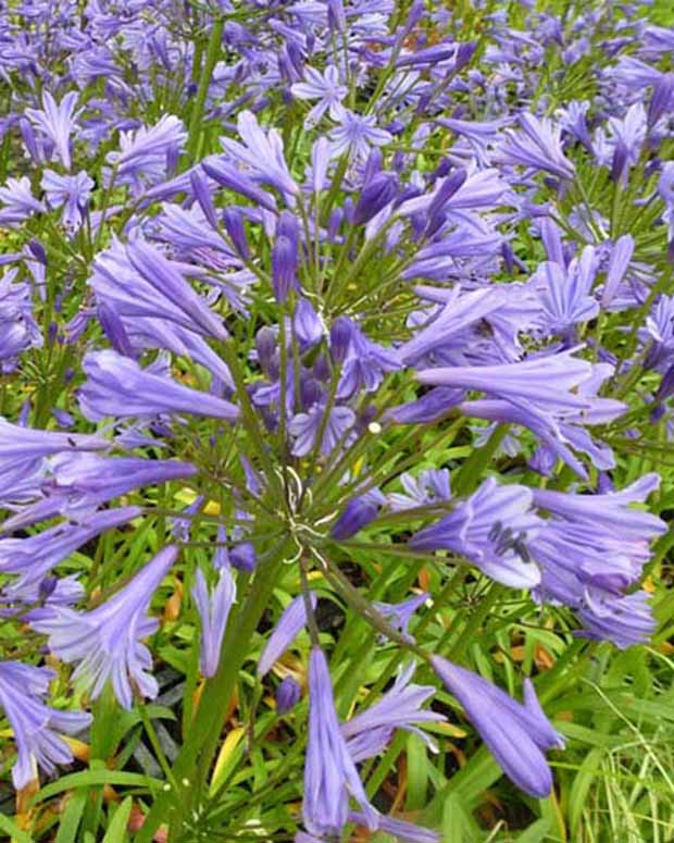 Agapanthe Tornado - Agapanthus tornado - Plantes d'extérieur