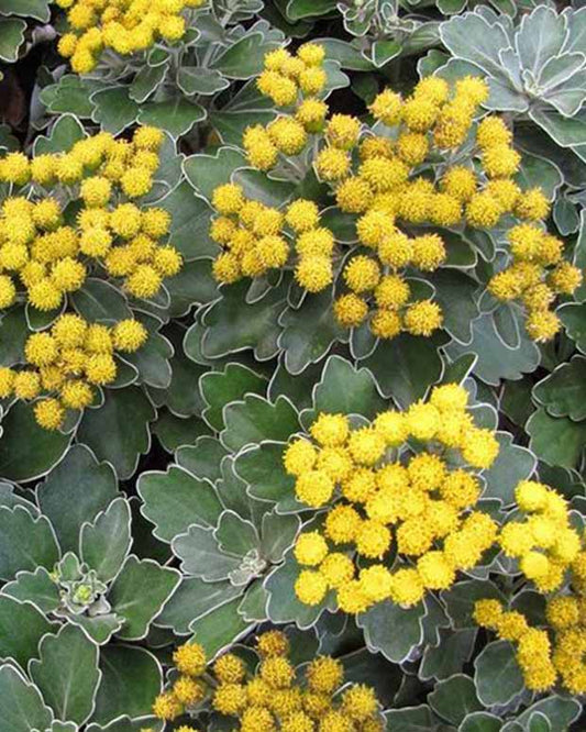 Chrysanthème du Pacifique Bengo Gold - Ajania bellania bengo gold - Plantes d'extérieur