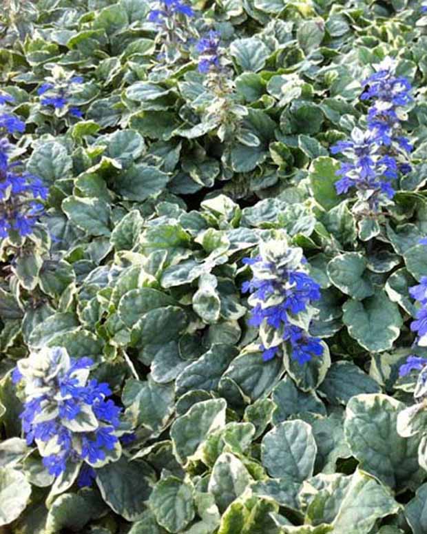 Bugle rampante Variegata - Ajuga reptans variegata - Plantes vivaces