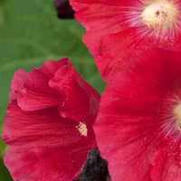 Rose trémière Mars Magic - Alcea rosea mars magic - Plantes d'extérieur