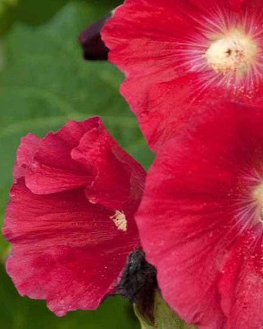 Rose trémière Mars Magic - Alcea rosea mars magic - Plantes d'extérieur