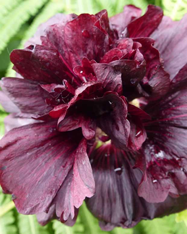 3 Roses trémière double Violet - Alcea rosea chaters double group violet - Plantes d'extérieur