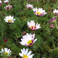 3 Camomilles marocaines Depressus - Anacyclus pyrethrum var. depressus - Plantes d'extérieur