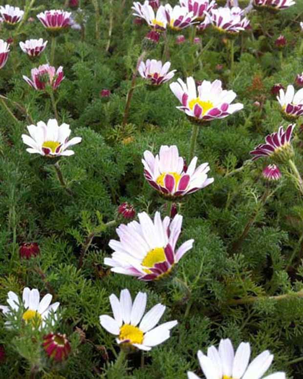 3 Camomilles marocaines Depressus - Anacyclus pyrethrum var. depressus - Plantes d'extérieur