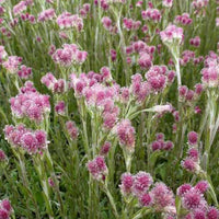 3 Antennaires dioïques Rubra - Antennaria dioica rubra - Plantes d'extérieur