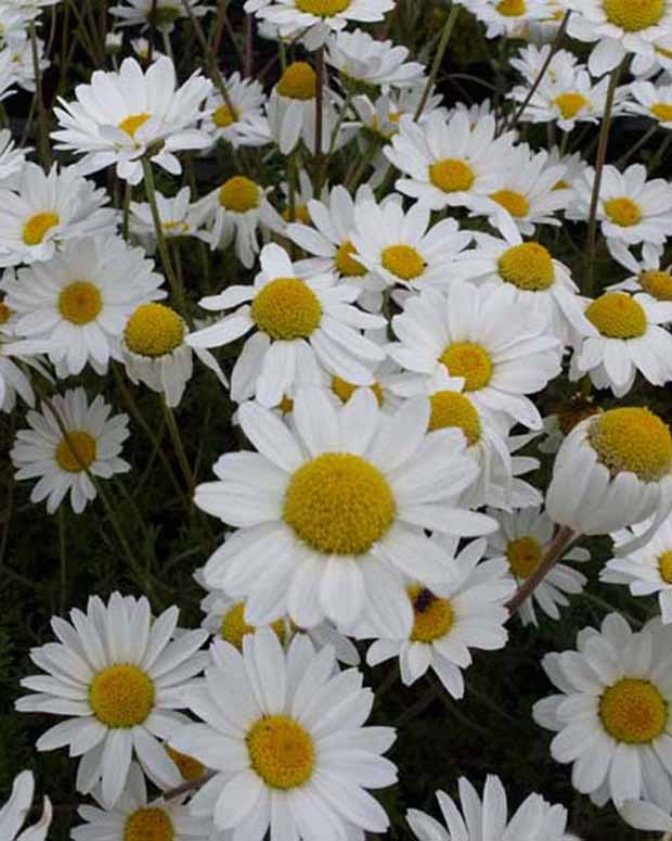 3 Camomilles Karpatenschnee - Anthemis carpatica karpatenschnee - Plantes vivaces