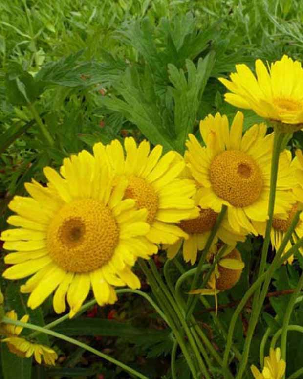 3 Œils de bœuf Kelwayi - Anthemis x hybrida kelwayi - Plantes vivaces