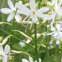 Phalangère rameuse - Anthericum ramosum - Plantes d'extérieur