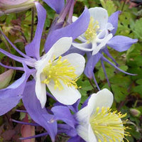 3 Ancolies Mrs. M. Nicholls - Aquilegia mrs m. nicholls - Plantes d'extérieur