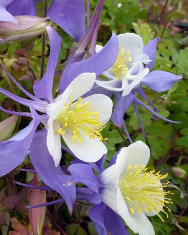 3 Ancolies Mrs. M. Nicholls - Aquilegia mrs m. nicholls - Plantes d'extérieur