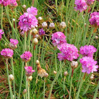 3 Géraniums à massif blancs - Armeria maritima splendens perfecta - Plantes d'extérieur