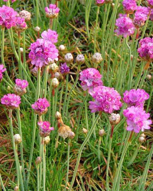 3 Géraniums à massif blancs - Armeria maritima splendens perfecta - Plantes d'extérieur