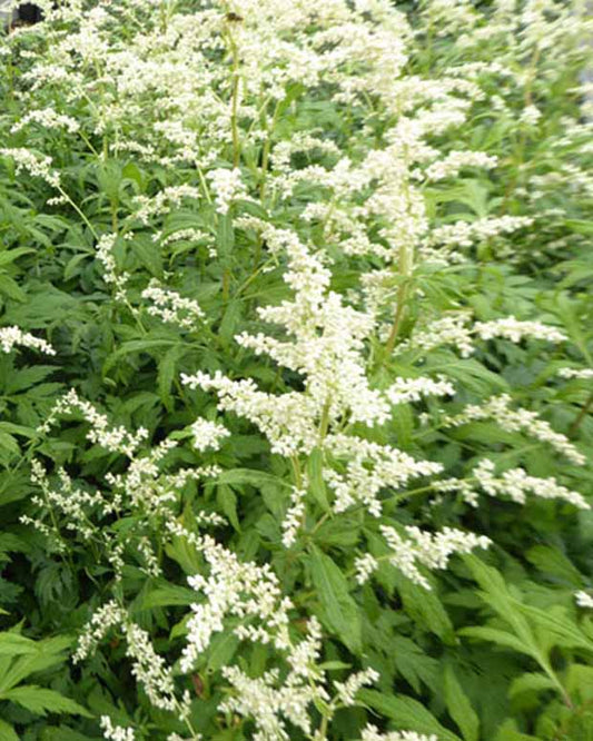 Armoise laiteuse Elfenbein - Artemisia lactiflora elfenbein - Plantes d'extérieur