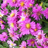 3 Astères nains Starlight - Aster novi-belgii starlight - Plantes d'extérieur