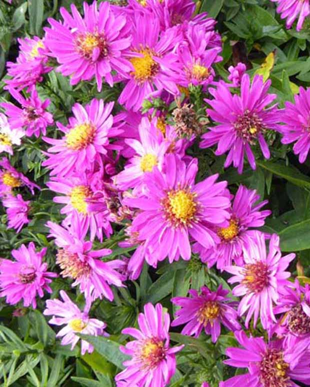 3 Astères nains Starlight - Aster novi-belgii starlight - Plantes vivaces