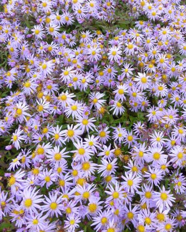 Marguerite d'automne Eleven Purple - Aster eleven purple - Plantes d'extérieur