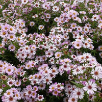 Marguerite d'automne Kylie - Aster kylie - Plantes vivaces