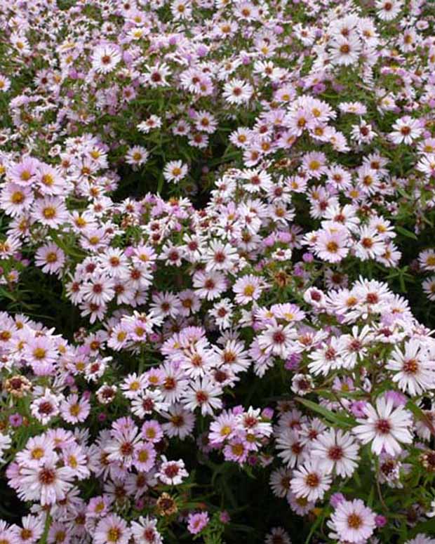 Marguerite d'automne Kylie - Aster kylie - Plantes vivaces