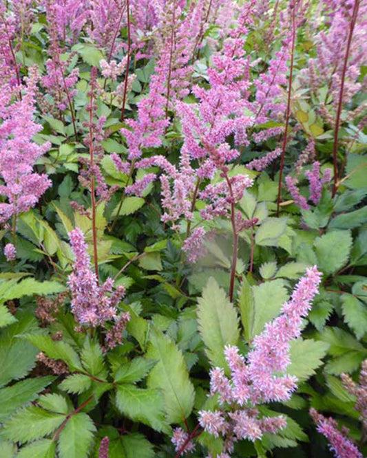 Astilbe hybride Maggie Daley - Astilbe maggie daley - Plantes d'extérieur