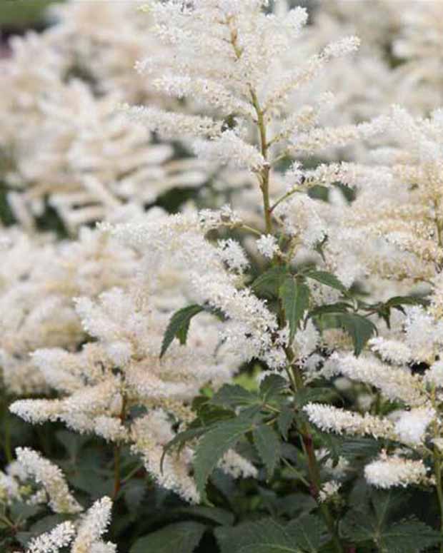 Astilbe hybride Washington - Astilbe washington - Plantes vivaces