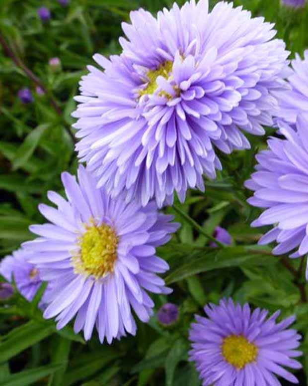 3 Astères de Nouvelle-Belgique Marie Ballard - Aster novi-belgii marie ballard - Plantes vivaces