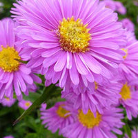 3 Astères à feuilles lisses Patricia Ballard - Aster novi-belgii patricia ballard - Plantes d'extérieur