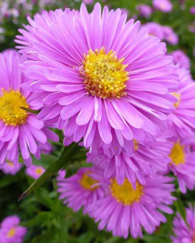 3 Astères à feuilles lisses Patricia Ballard - Aster novi-belgii patricia ballard - Plantes vivaces