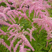 Astilbe de Chine Straussenfeder - Astilbe thunbergii straussenfeder - Plantes d'extérieur