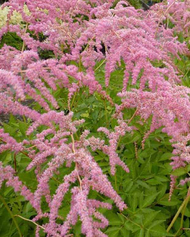 Astilbe de Chine Straussenfeder - Astilbe thunbergii straussenfeder - Plantes d'extérieur