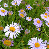 3 Astères de l'Himalaya Wartburgstern - Aster tongolensis wartburgstern - Plantes d'extérieur