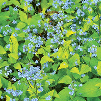 Myosotis du Caucase Dianes Gold - Brunnera macrophylla dianes gold - Plantes d'extérieur