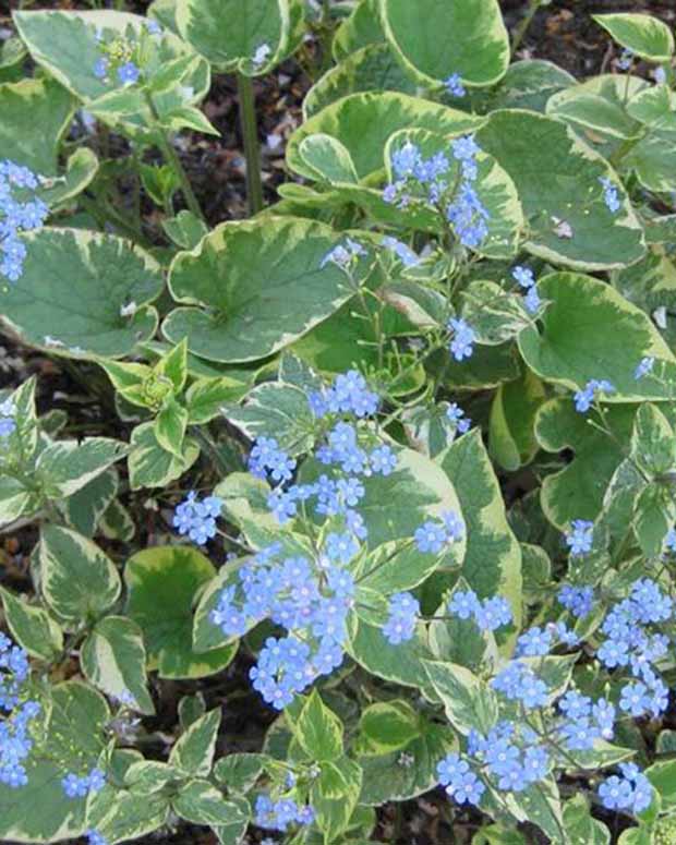 Myosotis du Caucase Hadspen cream - Brunnera macrophylla hadspen cream - Plantes d'extérieur