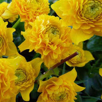 Populage des marais à fleurs doubles - Caltha palustris plena - Plantes d'extérieur