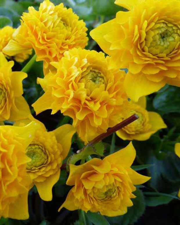 Populage des marais à fleurs doubles - Caltha palustris plena - Plantes d'extérieur