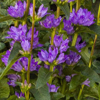 Campanule agglomérée Freya - Campanula glomerata freya - Plantes d'extérieur